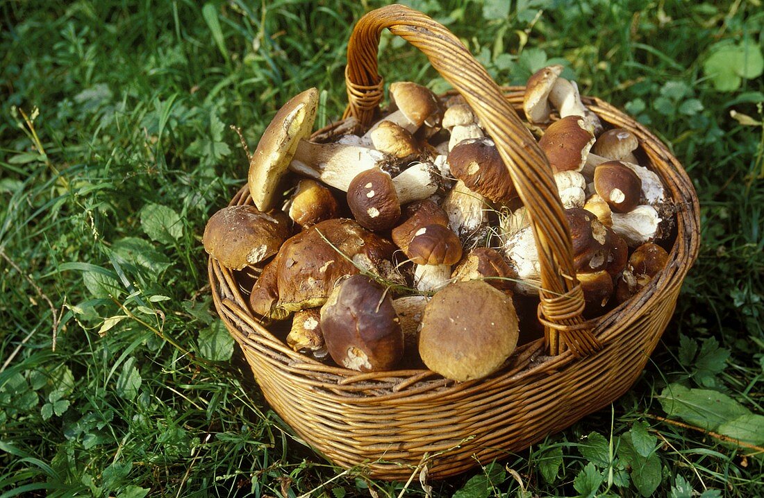 Basket of freshly gathered ceps in meadow