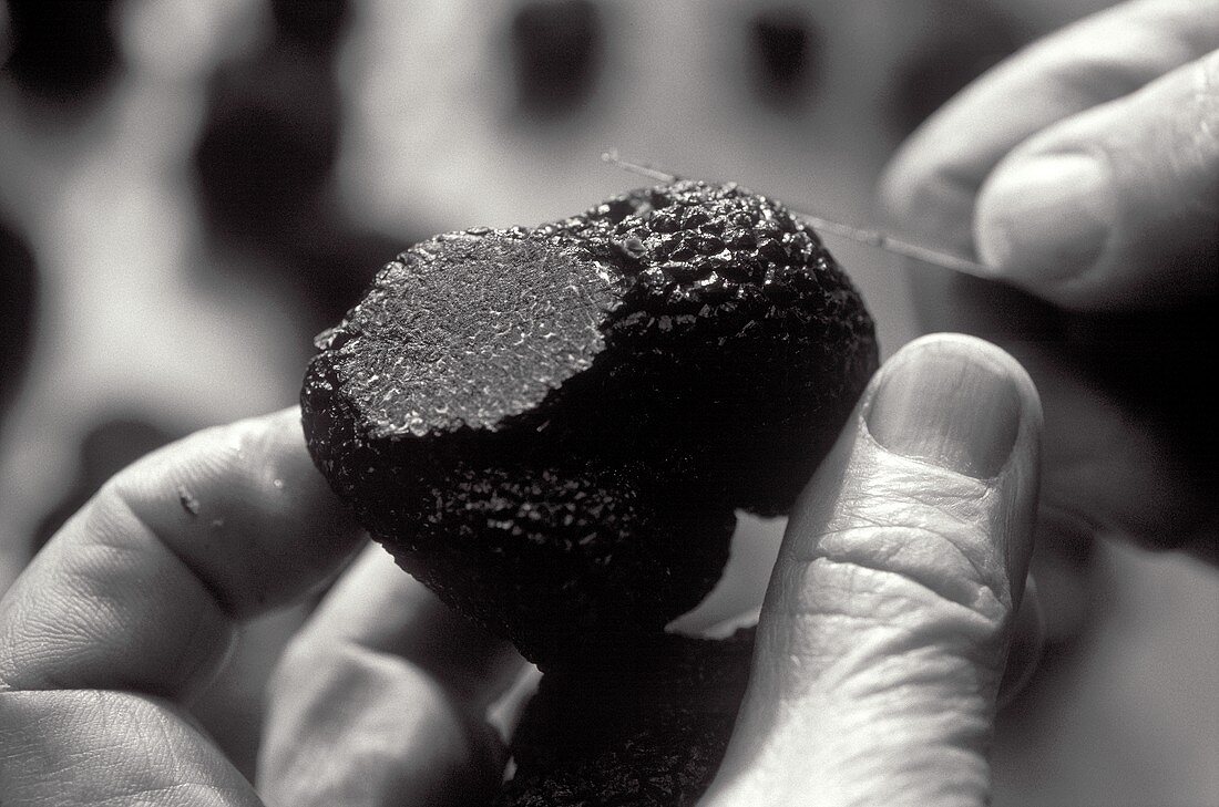 Cutting black truffle (b/w photo)