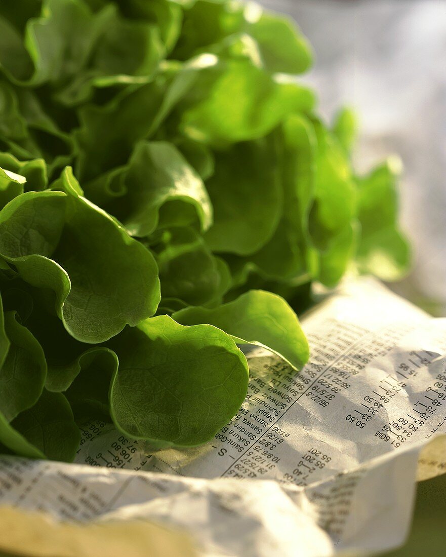 Green oak leaf lettuce on newspaper