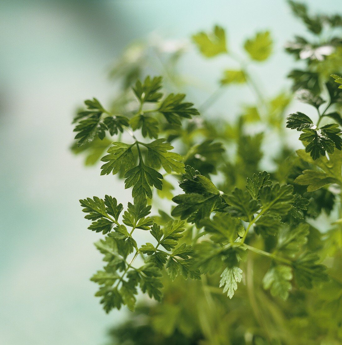 Fresh chervil