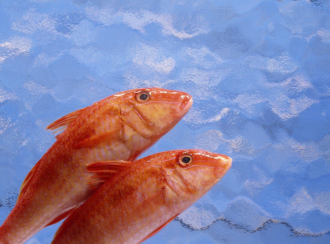 Two red mullet against blue background