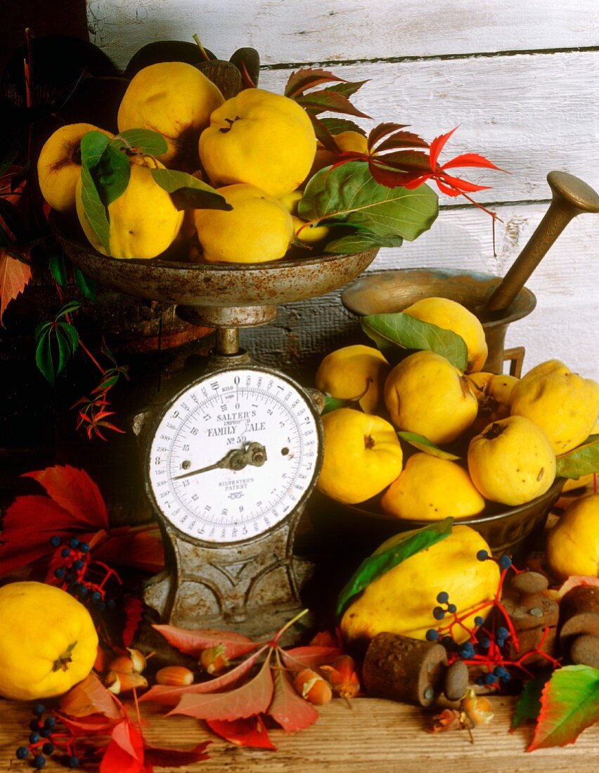 Still life with quinces and old scales