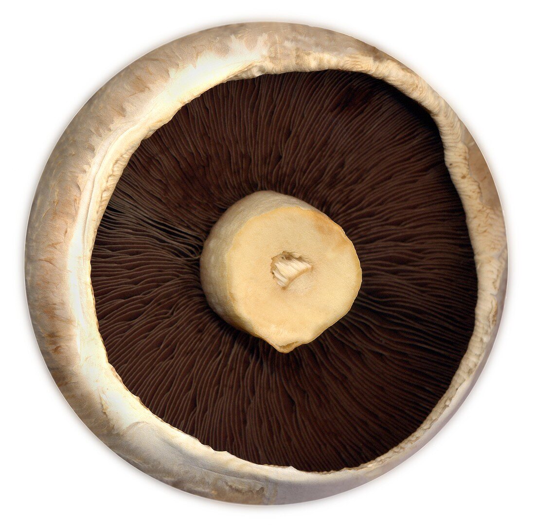 Button mushroom cap