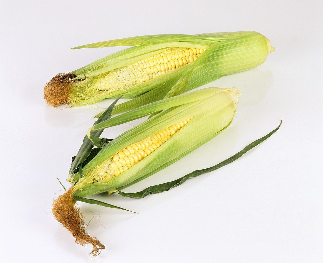 Fresh corncobs with leaves