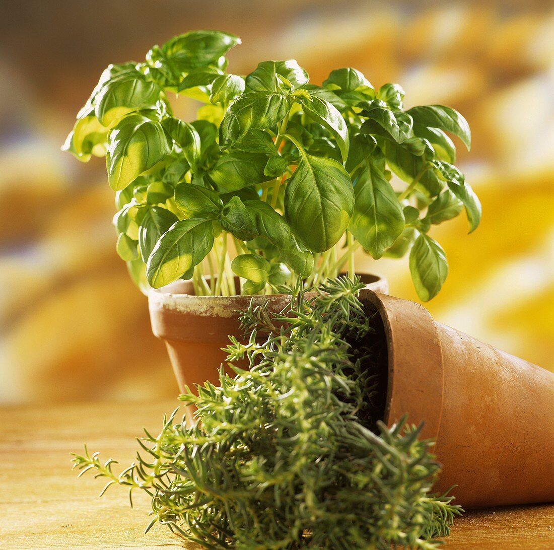 Basil and rosemary in pot