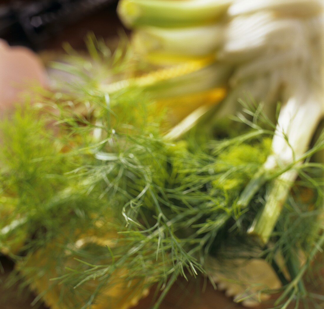 Fenchel, darunter Ravioli