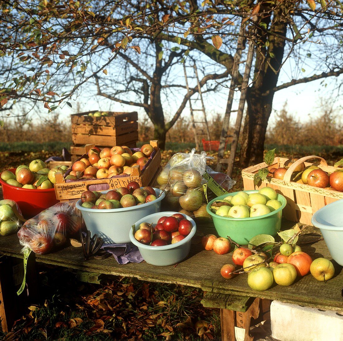 Apfelernte: Mehrere Apfelsorten in Körben und Schalen