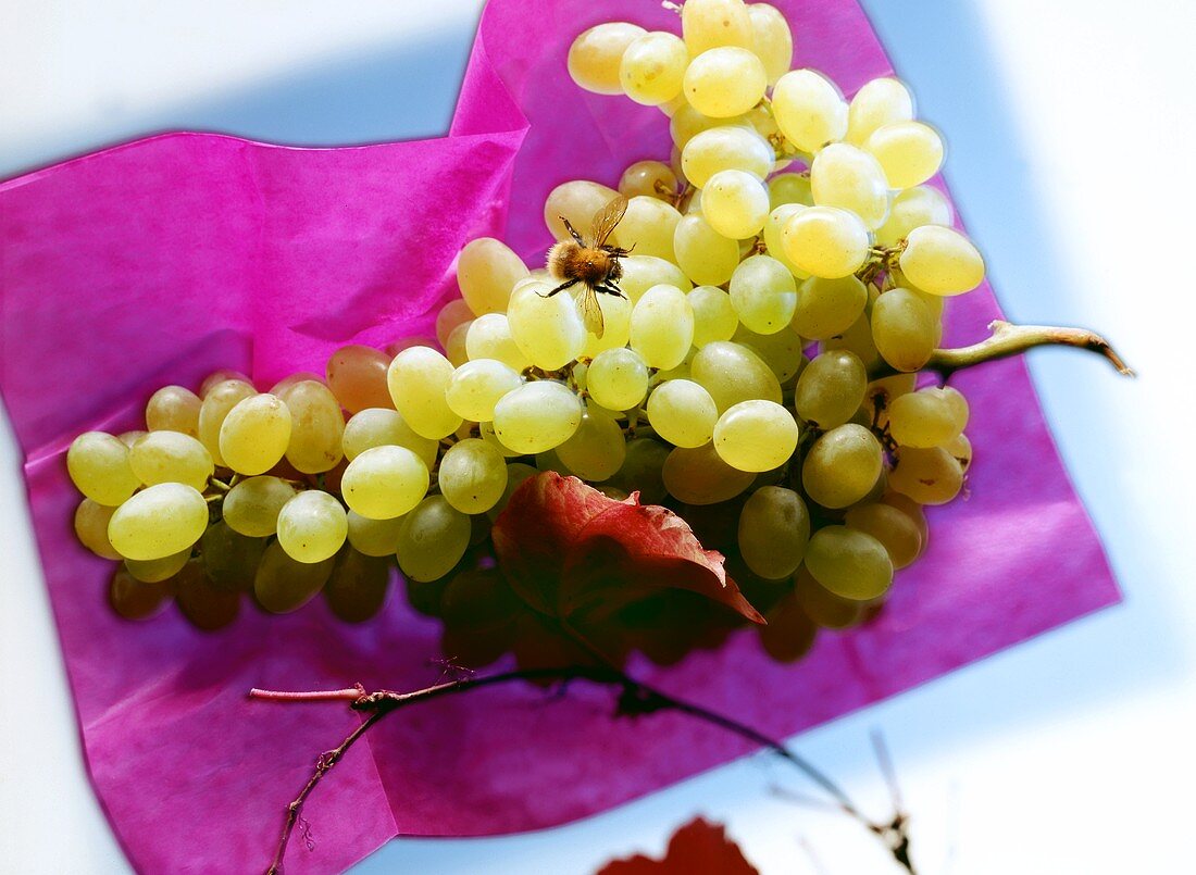 A bee on white grapes