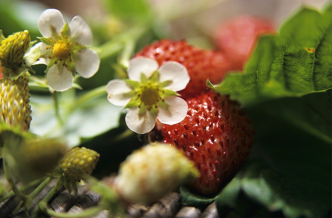 Wild strawberries, flowers and unripe fruit on the plant
