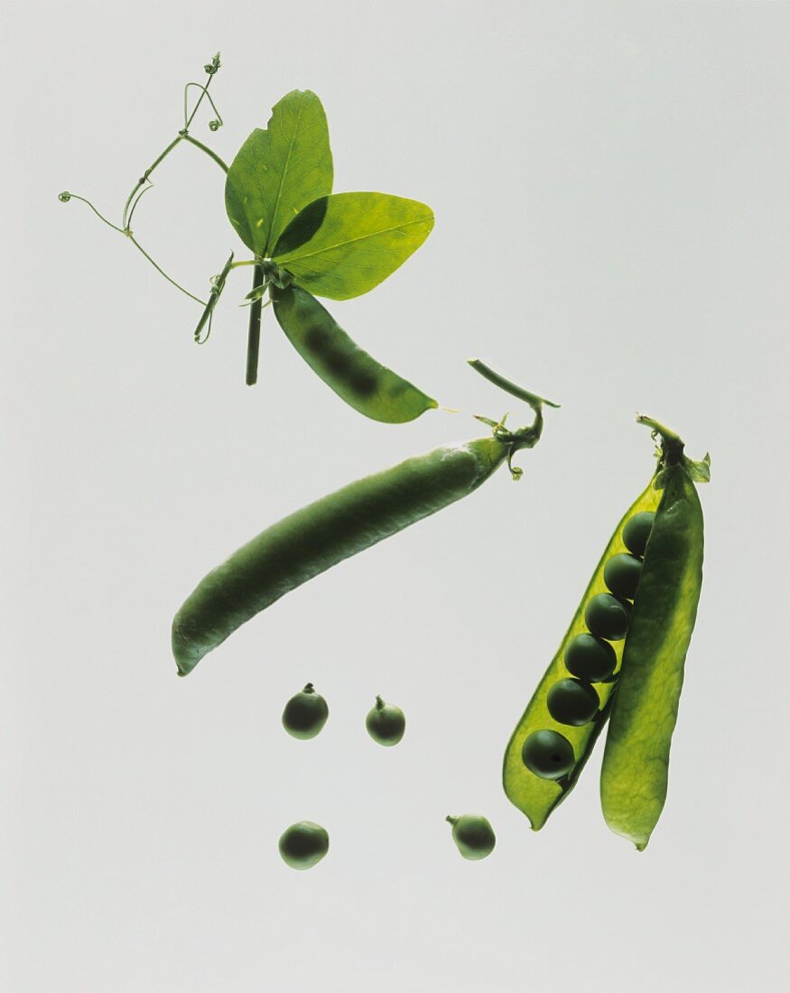 Whole and opened ripe pea pod and immature pea pod