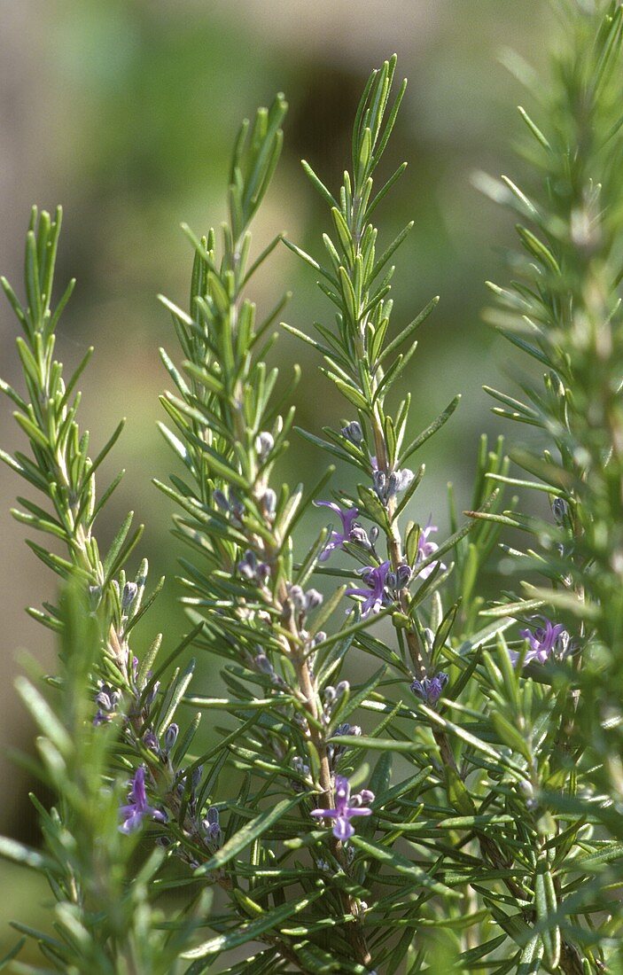 Rosemary in the open air