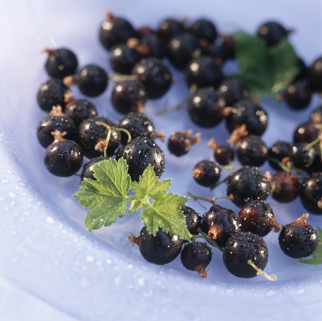 Schwarze Johannisbeeren mit Blättern auf Teller