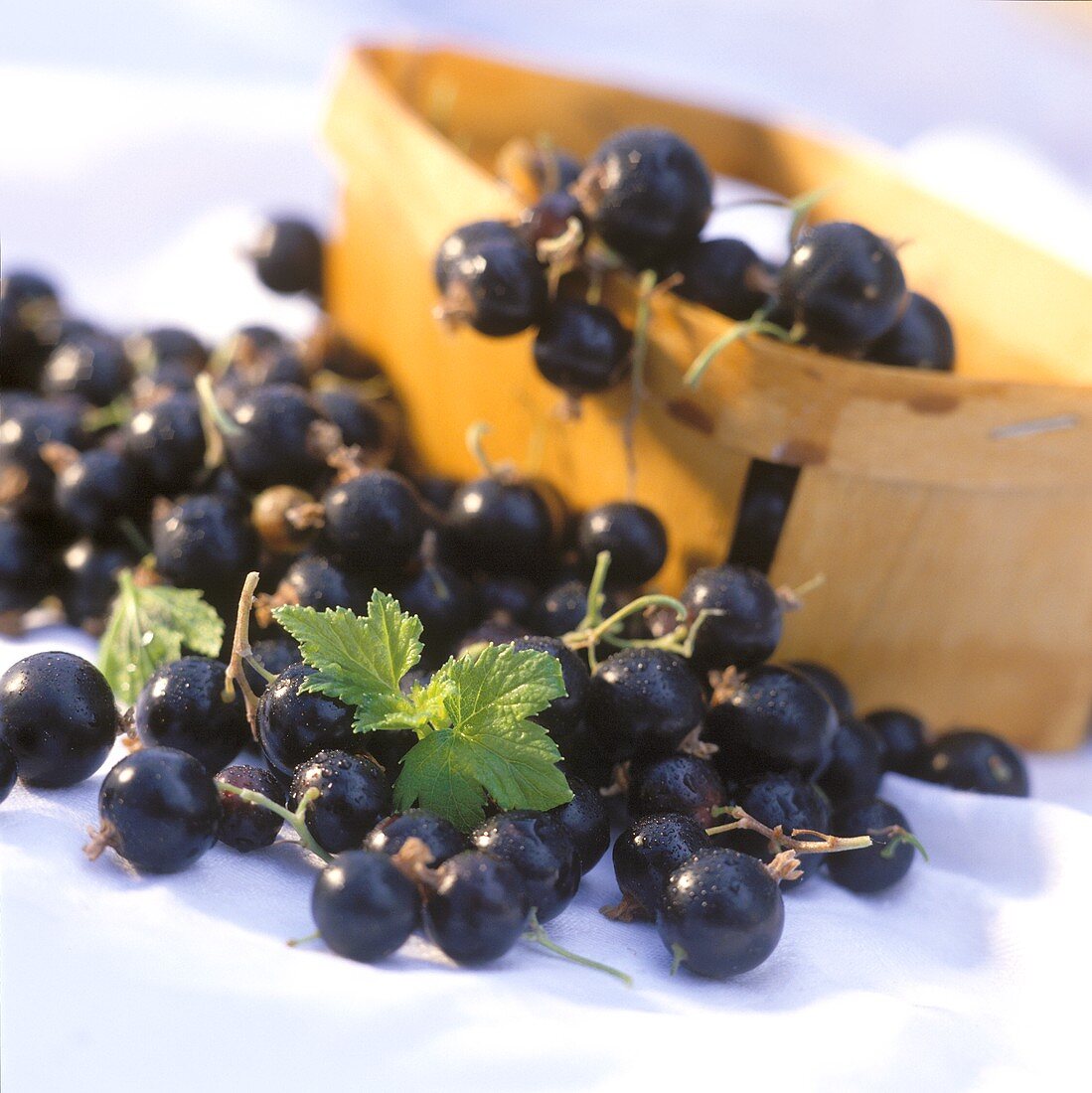 Schwarze Johannisbeeren im Spankörbchen und davor