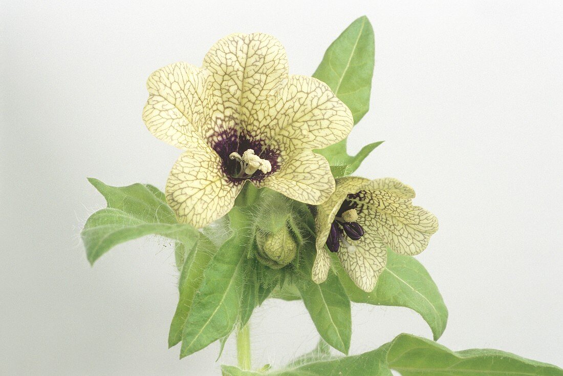 Flowering henbane (Hyoscyamus niger L.)