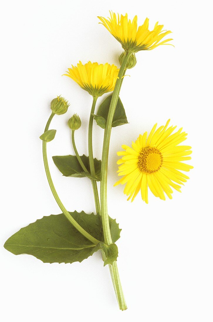 Gemswurz (Doronicum caucasicum)