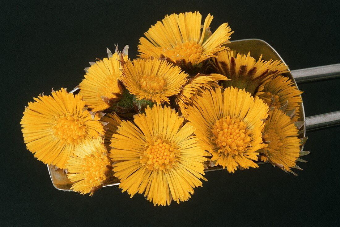 Coltsfoot flowers (Tussilago farfara)