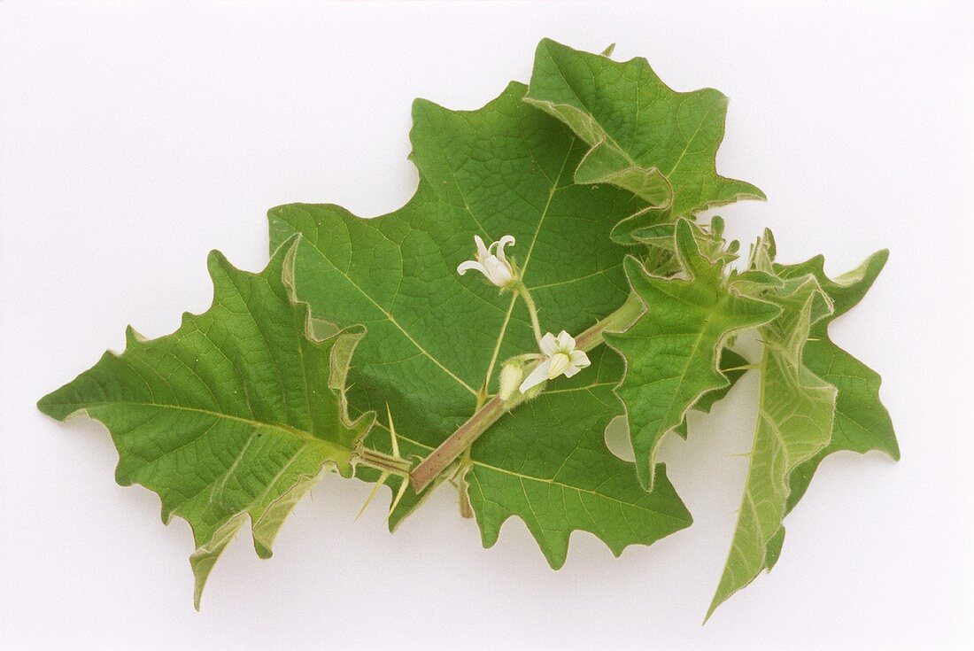 Kantikari - medicinal plant from India (Solanum xanthocarpum)