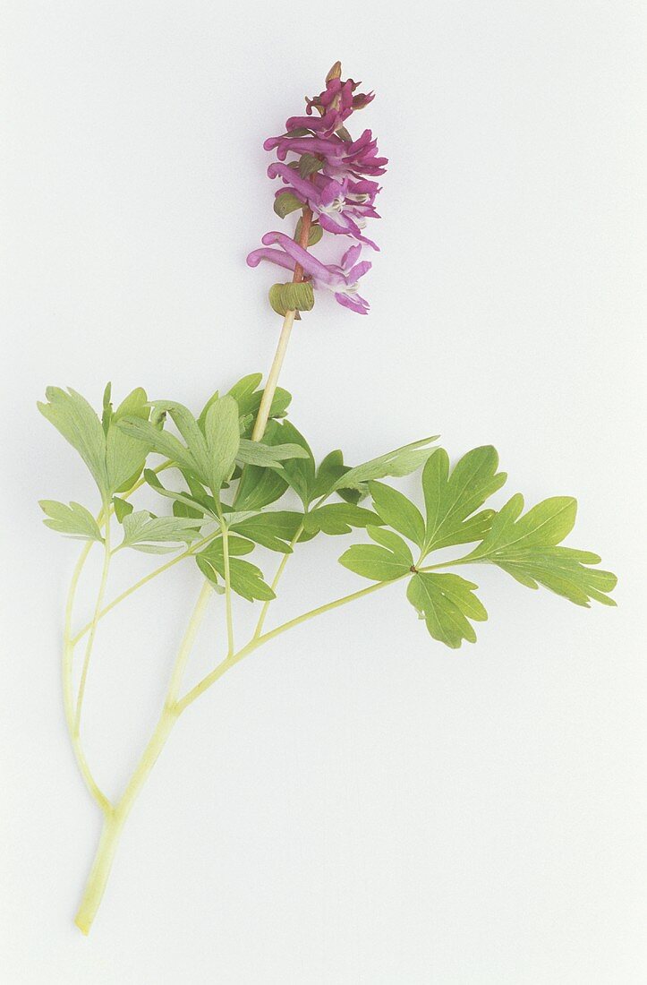 Hohler Lerchensporn (Corydalis cava)