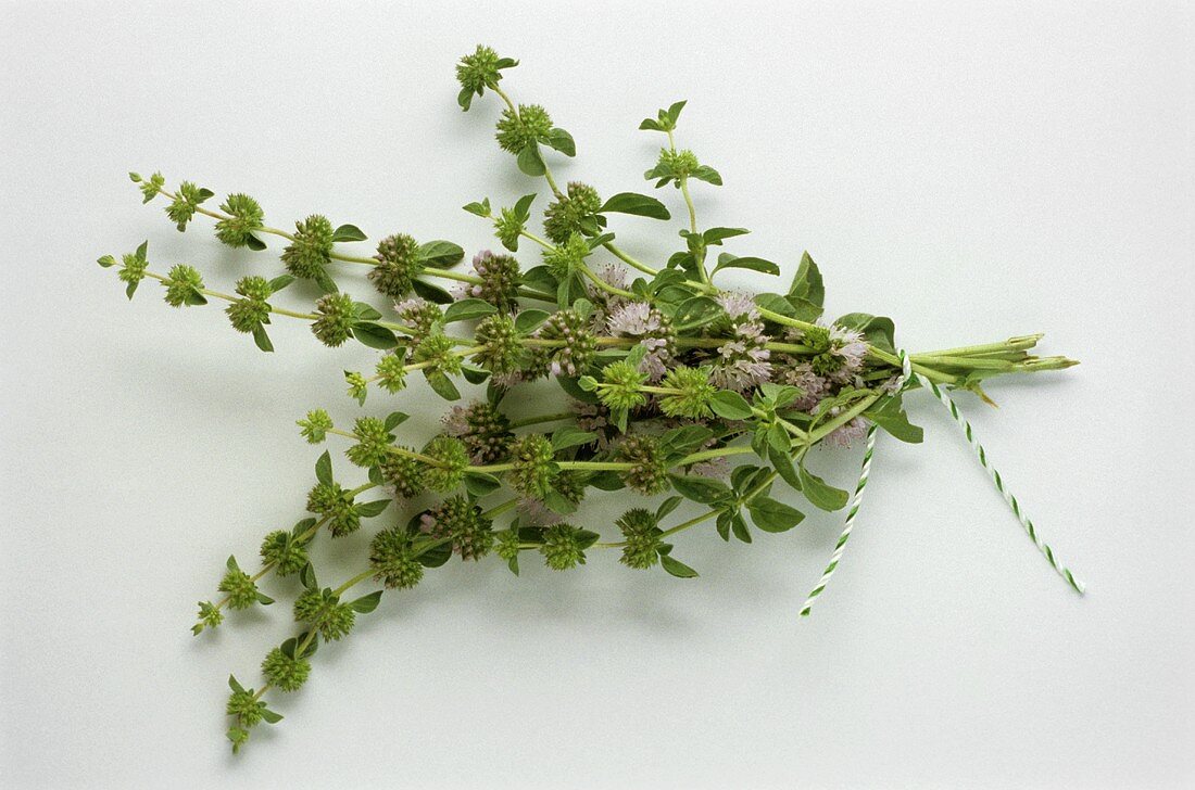 Blühende Poleiminze (Mentha pulegium)