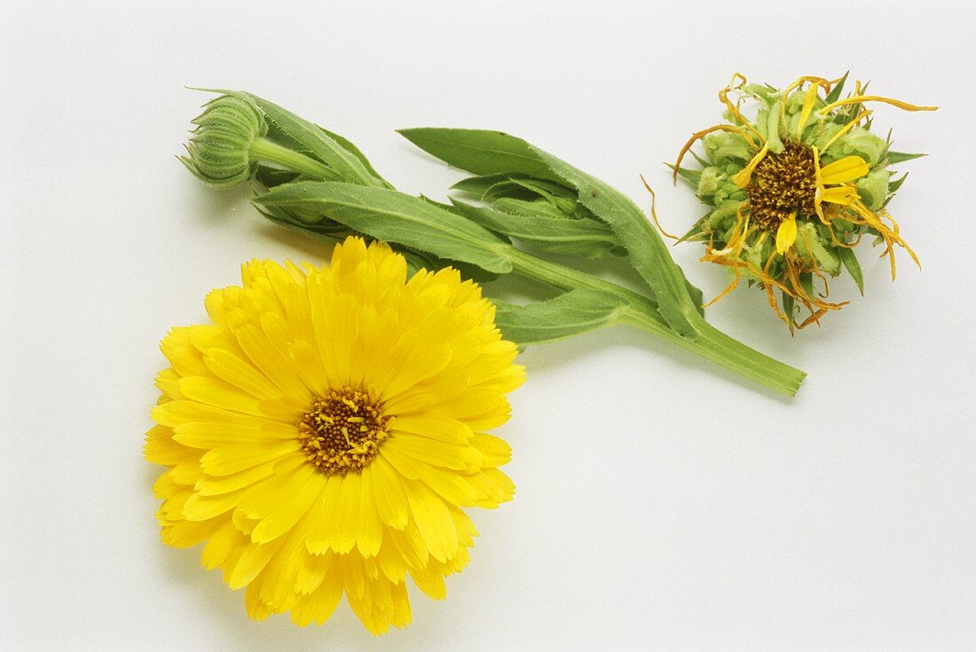 Marigold (Calendula officinalis)