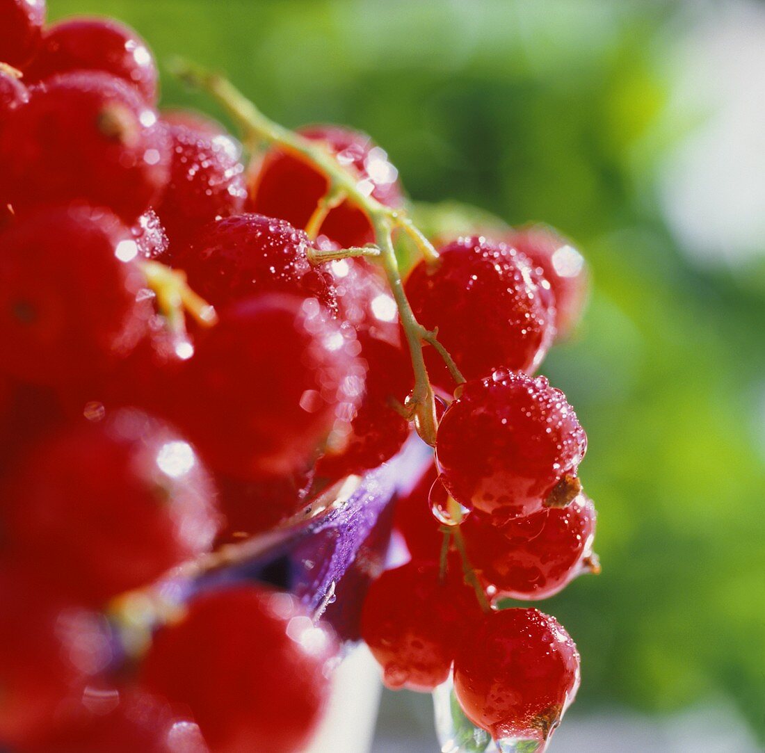 Frisch gewaschene rote Johannisbeeren