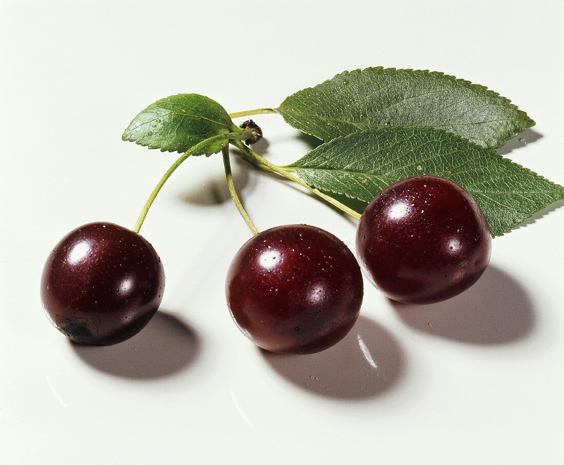 Morello cherries with leaves