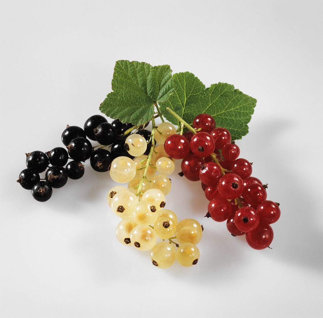 Trusses of black- white- and redcurrants