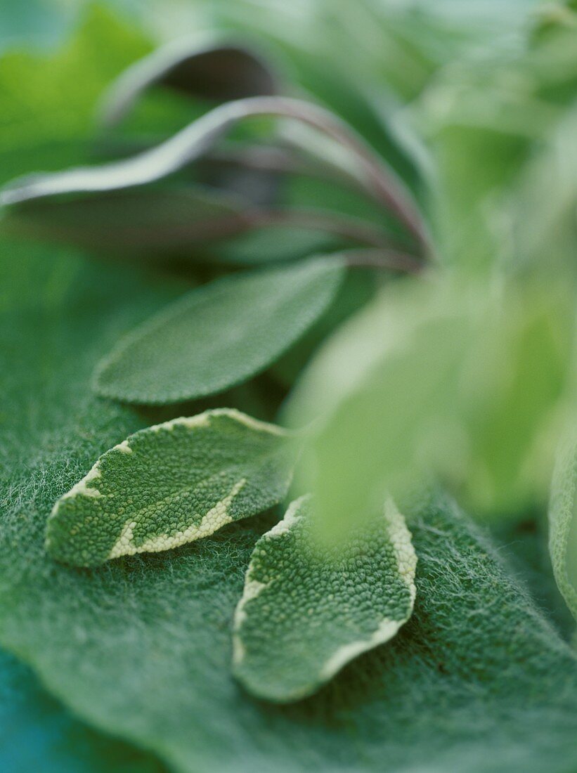 Various types of sage