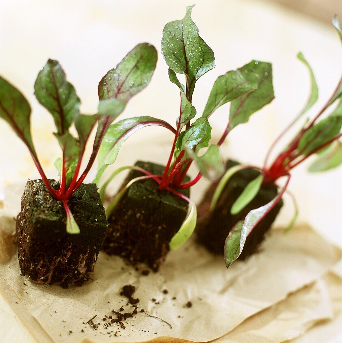 Small beetroot plants
