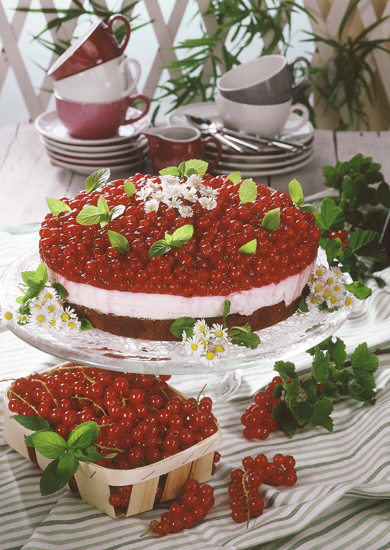 Redcurrant gateau, garnished with sugared daisies