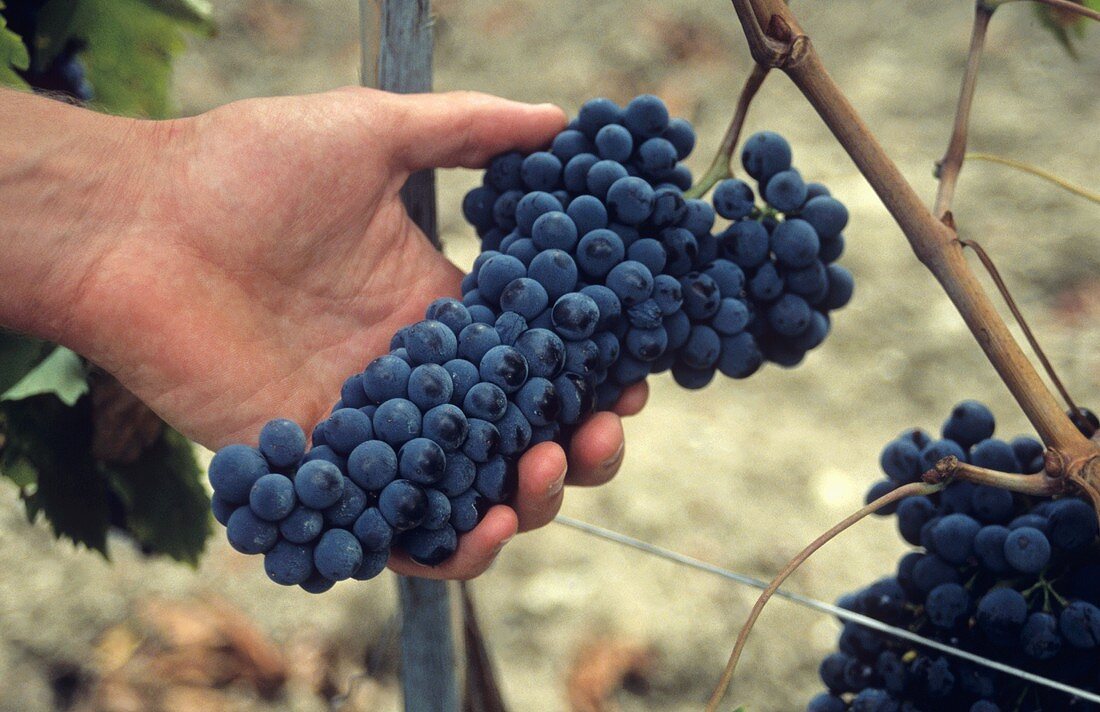 Sangiovese-Weintrauben werden von Hand gelesen, Toskana