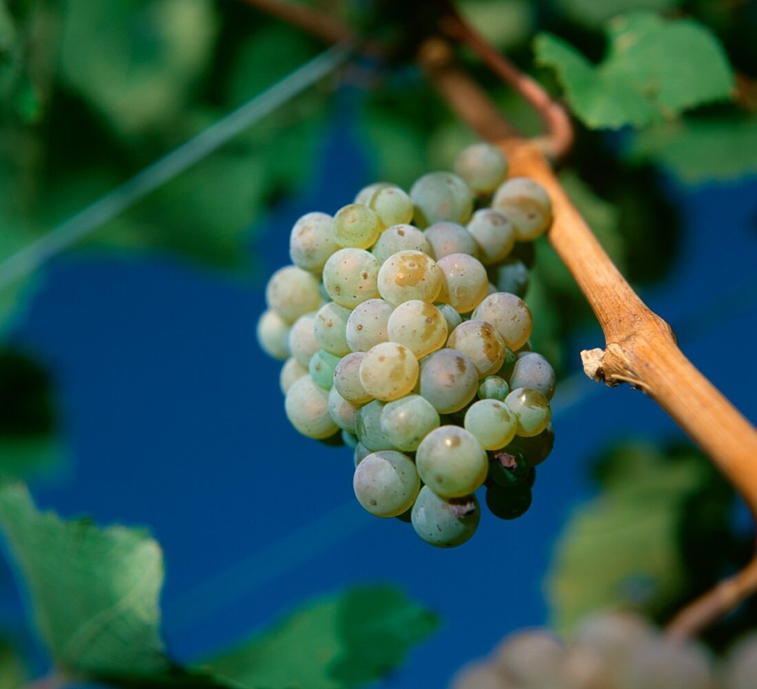 Close-up of bunch of Riesling grapes, Meran, S. Tyrol