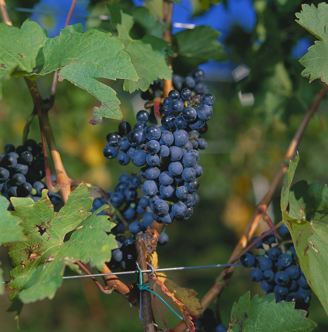 Cabernet-Weintrauben im Weinberg bei Meran, Südtirol