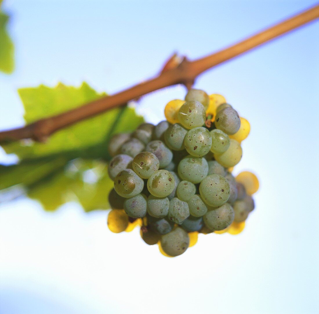 Riesling grapes on a branch, Burggrafenamt, S. Tyrol