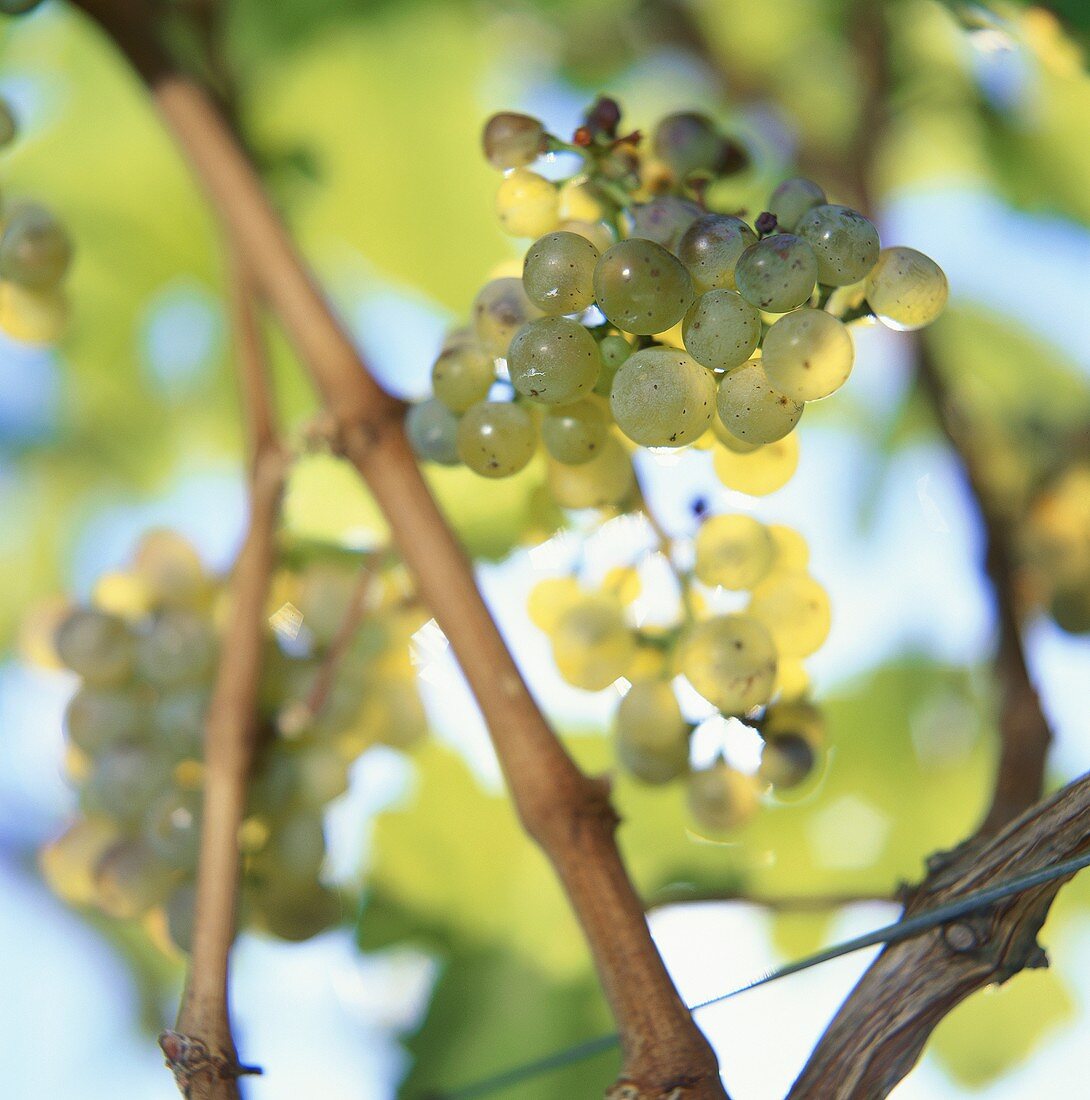 Weintrauben der Sorte Riesling im Weinberg, Meran, Südtirol