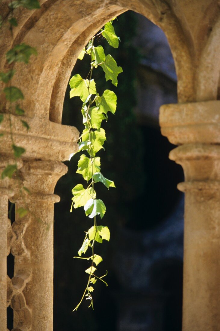 Vine tendrils on old pillars, Chateau Valmagne, Languedoc
