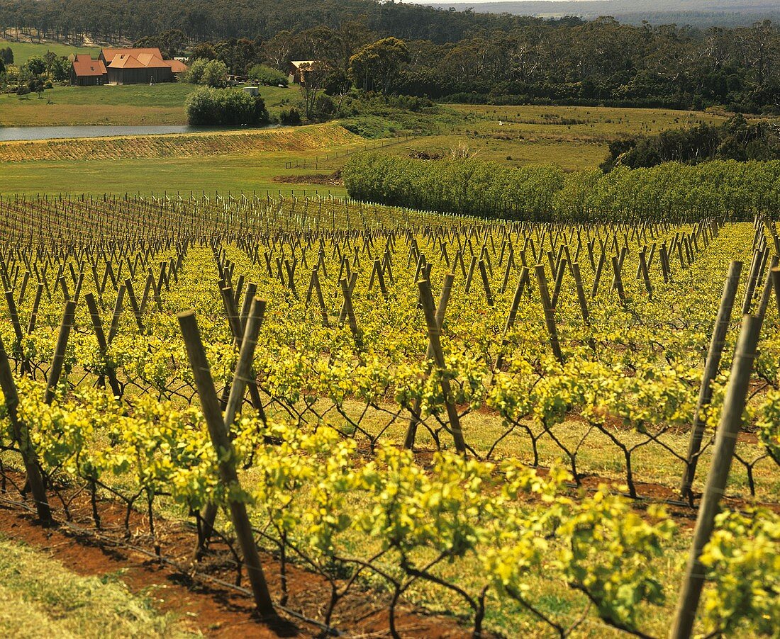 Weinberge vom renomierten Weingut Piper's Brook, Tasmanien