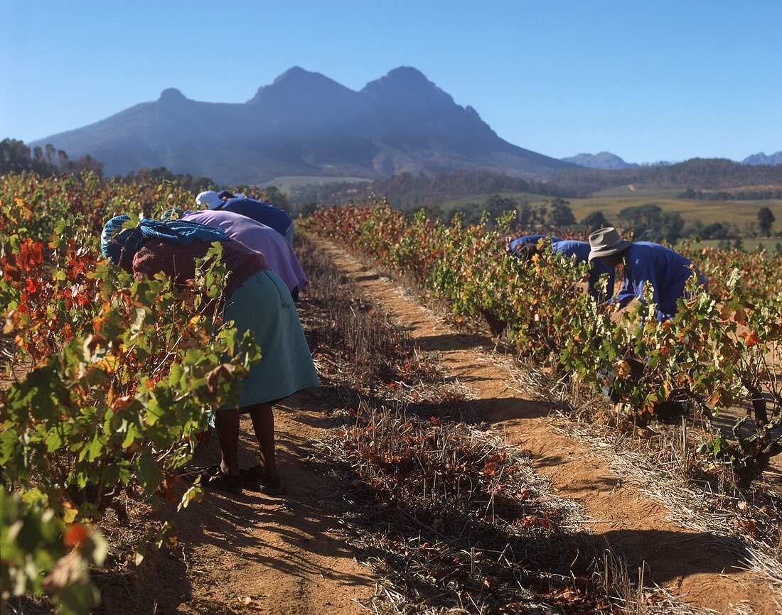 People picking grapes in vineyard, Kanonkop, Stellenbosch