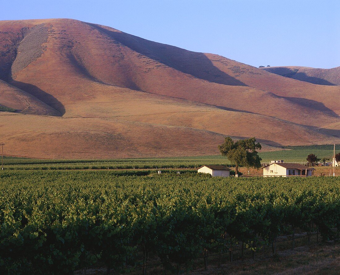 Weinberg vom Weingut Edna Valley, Central Coast, Kalifornien