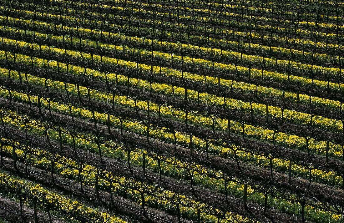 Vineyard with mustard flowers, McLaren Vale, S. Australia