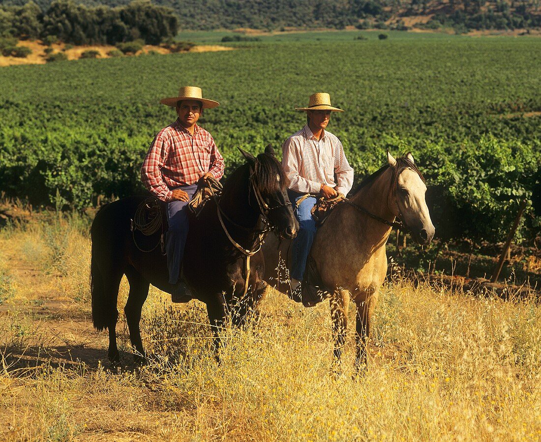 Männer auf Pferden, daneben weitläufiger Weinberg, Chile