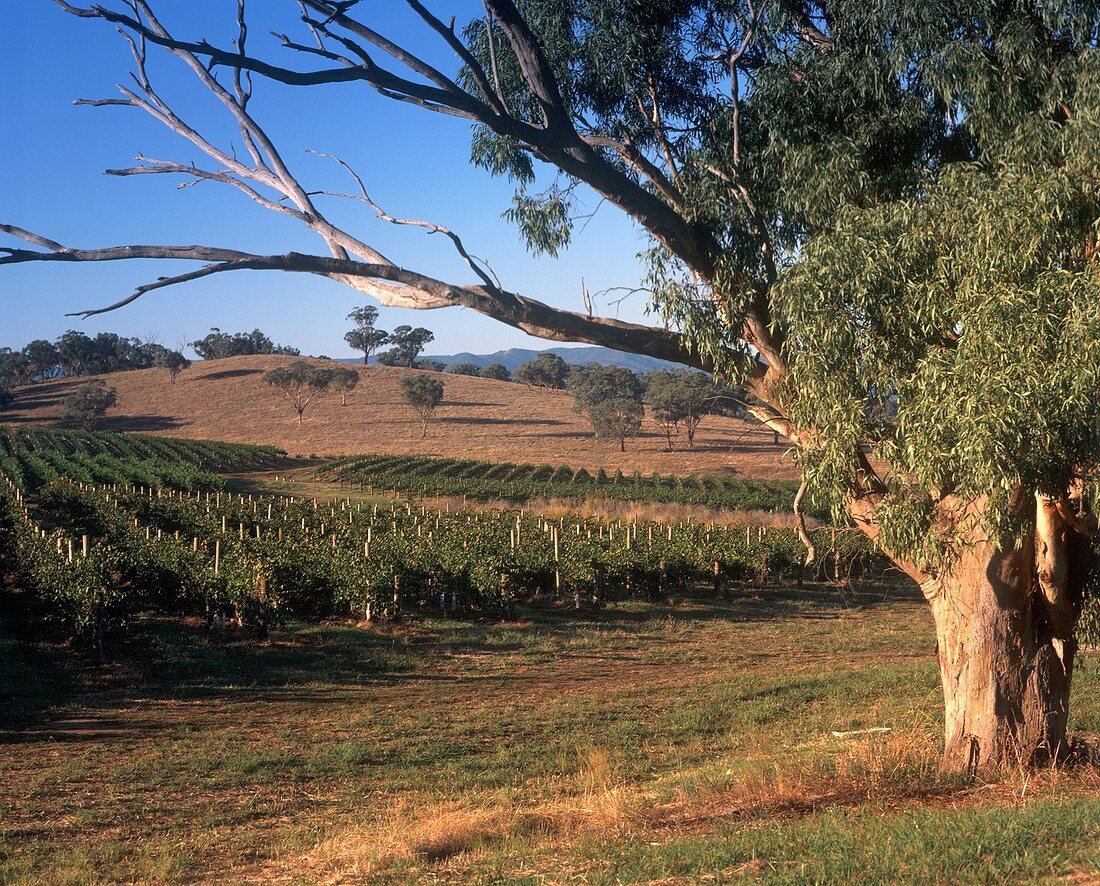 'Hill of Gold' Weinberge bei Rosemount, Australien