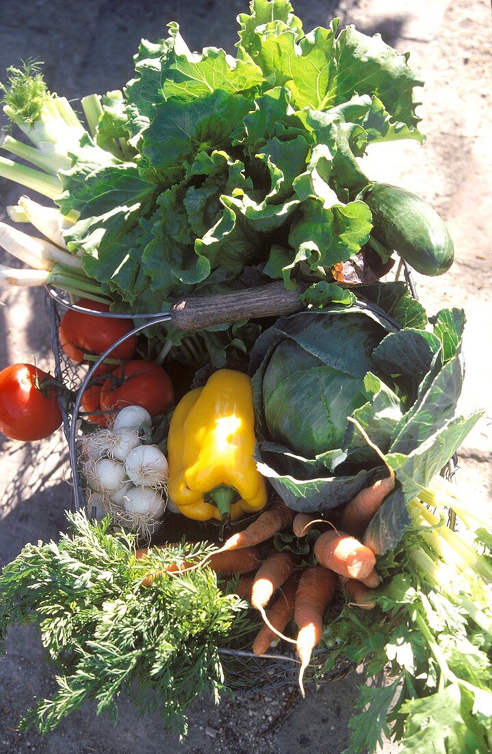 Fresh vegetables in basket