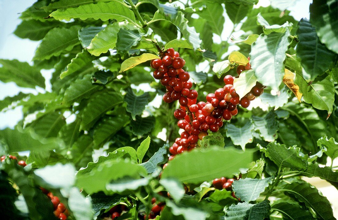 Coffee Beans on the Plant