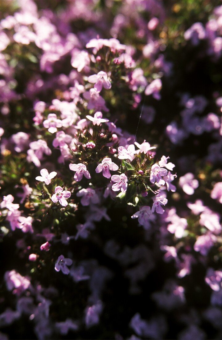 Thymian mit rosa Blüten