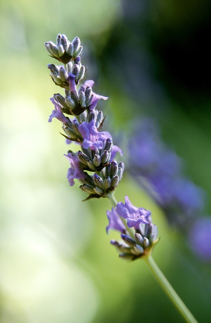 Lavender flowers