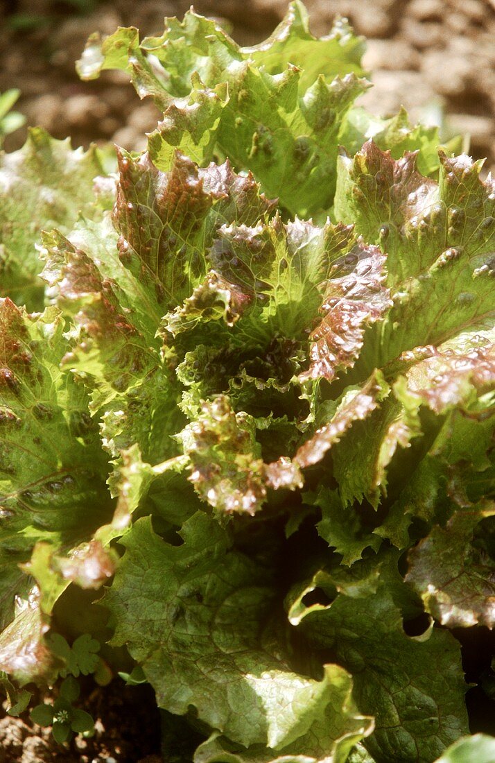 Batavia lettuce (variety: Gloire Dauphine) in the field