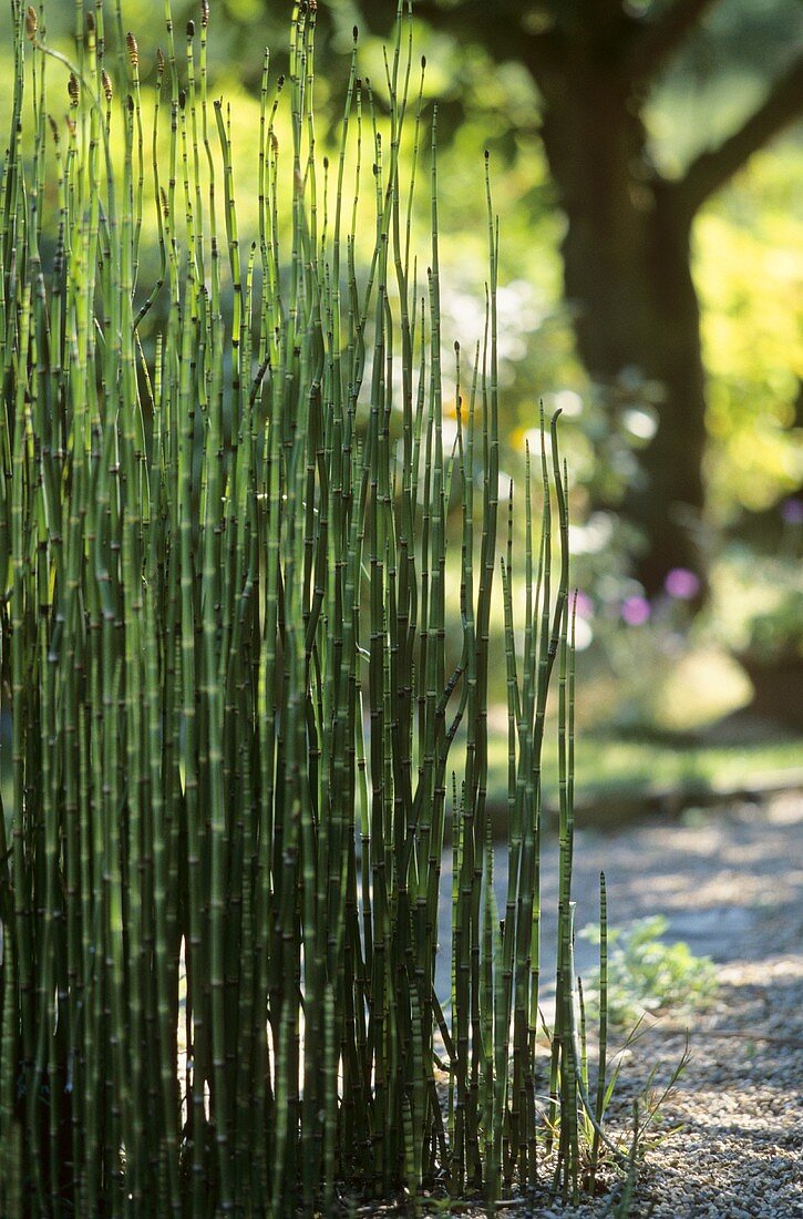 Schachtelhalm (Equisetum hyemale) im Garten