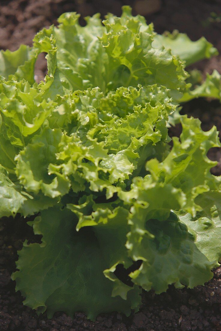 Batavia lettuce (variety: Marsala) in the field