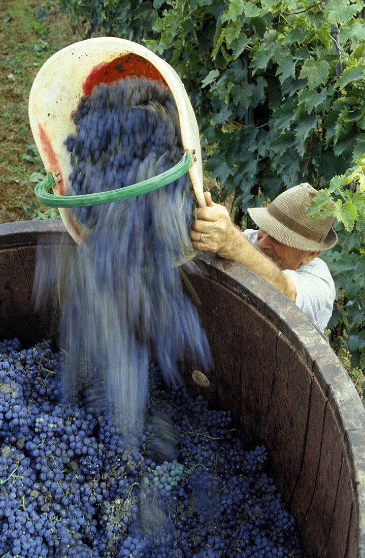 Rotweintrauben werden in Bottich geschüttet, Chianti, Italien